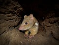 Quoll moving through log