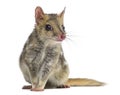 Quoll sitting, isolated on white Royalty Free Stock Photo