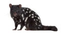 Quoll sitting and looking at the camera, isolated on white Royalty Free Stock Photo