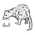 Quoll - vector illustration sketch hand drawn with black lines,