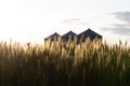 Quonset huts in a beautiful wheat field, at sunset, in central Alberta, Canada. Scenic view Royalty Free Stock Photo