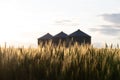 Quonset huts in a beautiful wheat field, at sunset, in central Alberta, Canada. Scenic view Royalty Free Stock Photo
