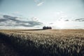 Quonset huts in a beautiful wheat field, at sunset, in central Alberta, Canada. Scenic view