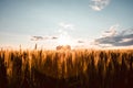 Quonset huts in a beautiful wheat field, at sunset, in central Alberta, Canada. Scenic view