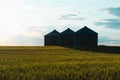 Quonset huts in a beautiful wheat field, at sunset, in central Alberta, Canada. Scenic view