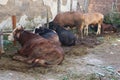 qurbani cows in the morning