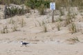 Seagull running past a sand dune with a no climbing sign in the summer at the beach Royalty Free Stock Photo