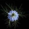 Blue isolated Nigella flower on back background Royalty Free Stock Photo