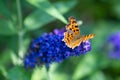 Orange comma butterfly - Polygonia c-album- with brown dots on dorsal wings on blue butterflybush - Buddleja davidii - in summer g Royalty Free Stock Photo