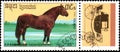 R.P. KAMPUCHEA - CIRCA 1989: A stamp printed in R.P. Kampuchea shows a Freiberger horse, series breeds of horses