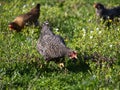 free-range chicken with grey feathers and white spots living on a farm Royalty Free Stock Photo