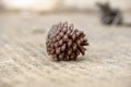 Insolate pine cone on the floo Royalty Free Stock Photo