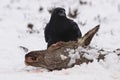 Raaf, Common Raven, Corvus corax Royalty Free Stock Photo