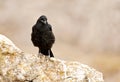 Raaf, Common Raven, Corvus corax Royalty Free Stock Photo