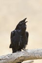 Raaf, Common Raven, Corvus corax Royalty Free Stock Photo