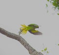 [Raana Girawa Mala Girawa] Rose-ringed Parakeet(Pstittacula krameri)