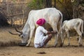 Life in India: Rabari Tribe Shepherd Milking Cow Royalty Free Stock Photo