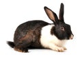 Rabbit Royalty Free Stock Photo