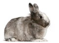 Rabbit, 11 months old, sitting Royalty Free Stock Photo