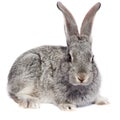 Rabbit Royalty Free Stock Photo