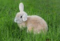 Lop-eared rabbit in green grass