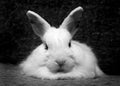 Rabbit Royalty Free Stock Photo