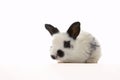 Rabbit Royalty Free Stock Photo