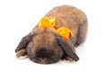 Rabbit Royalty Free Stock Photo