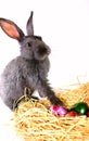 Rabbit Royalty Free Stock Photo
