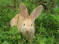 Rabbit Royalty Free Stock Photo
