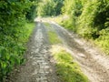 Rabbit on the pathway, Stanmer, East Sussex, UK