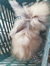 Rabbit angora