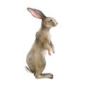 Rabbit animal watercolor illustration. Single bunny stands on white background. Cute small rabbit wild animal hand drawn