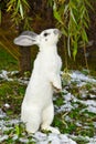 Rabbit in autumn