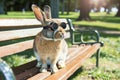 rabbit in aviators perched on a sunny park bench