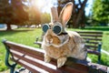 rabbit in aviators perched on a sunny park bench