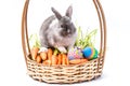 Rabbit on the basket with carrots and Easter eggs isolated on white background. Home decorative rabbit outdoors. Little bunny Royalty Free Stock Photo