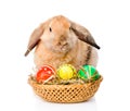 Rabbit with basket easter eggs. isolated on white background Royalty Free Stock Photo