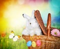 Rabbit in the basket on meadow and easter eggs Royalty Free Stock Photo