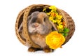 Rabbit in a basket on white background Royalty Free Stock Photo