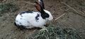 Rabbit beautiful scene black and white rabbit