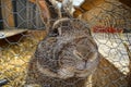 Rabbit behind a grid fence during daytime