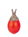 Rabbit behind a red egg, easter story isolated on white background