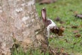 Rabbit behind the tree