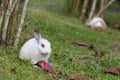 Rabbit behind the tree