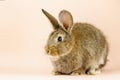 Rabbit on a beige background. Easter grey hare on a pastel pink background. Concept for the Easter holiday