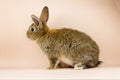 Rabbit on a beige background. Easter grey hare on a pastel pink background. Concept for the Easter holiday