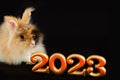 rabbit on black background numbers 2023