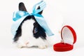 Rabbit with blue ribbon and Wedding ring in case i Royalty Free Stock Photo