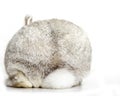 Rabbit bottom Royalty Free Stock Photo